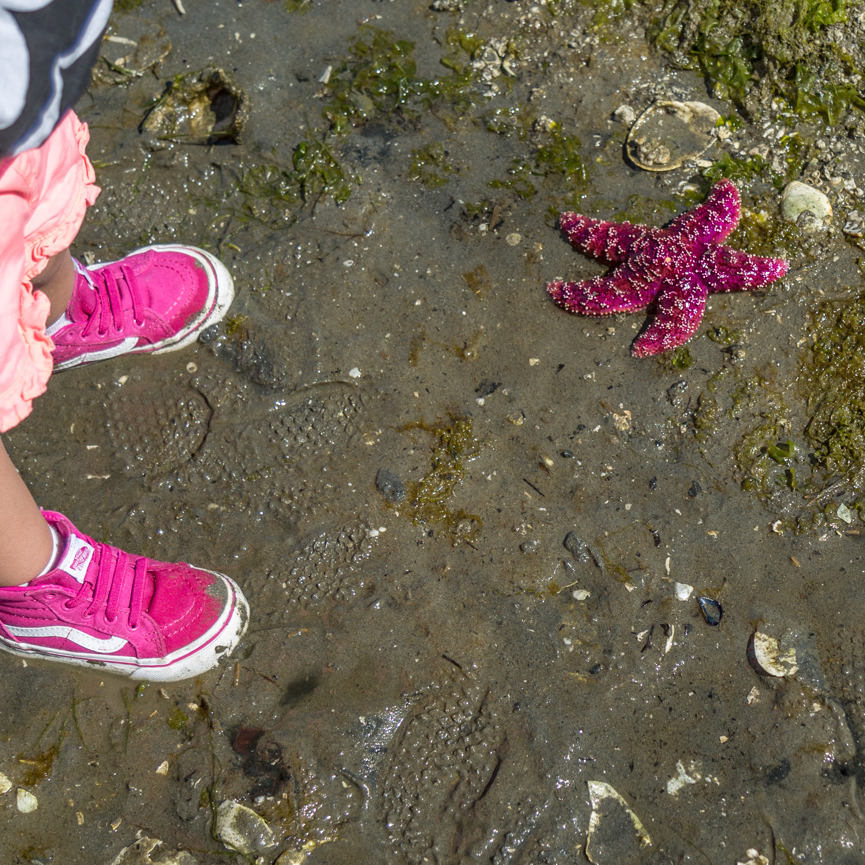 pinkstarfish