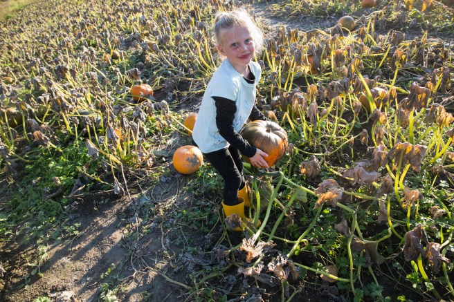 pumpkinfarm4X1A6563