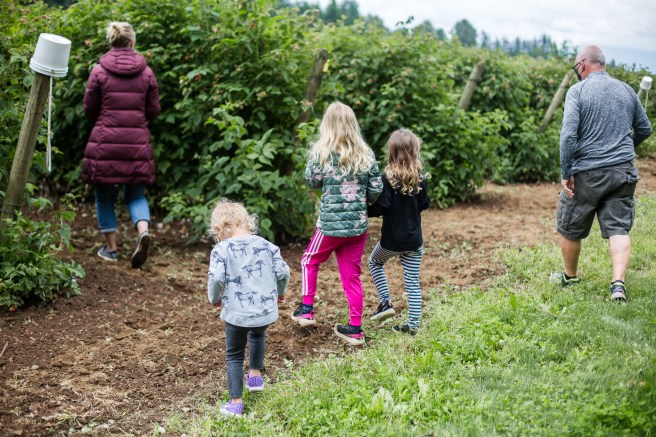 raspberrypicking-6178