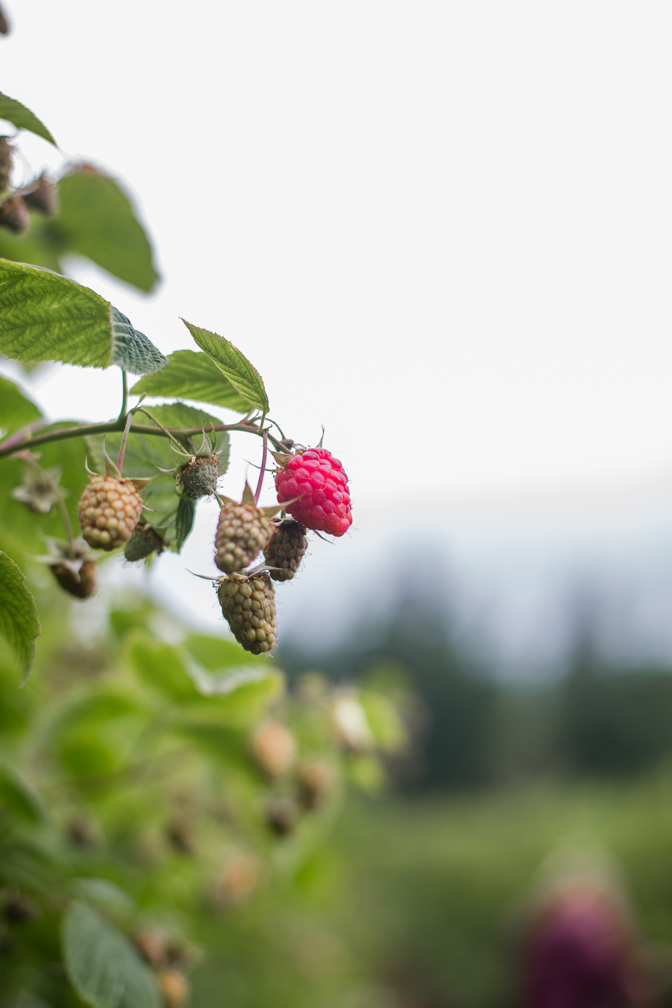 raspberrypicking-6181