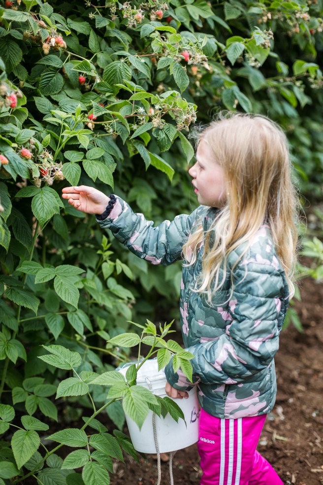 raspberrypicking-6193