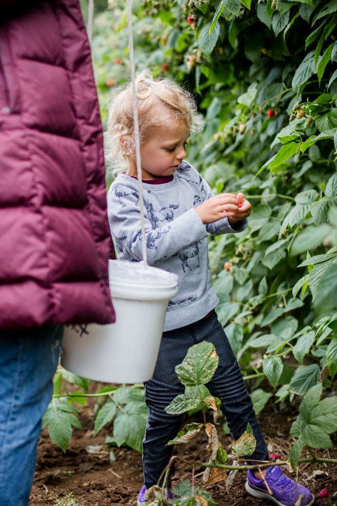 raspberrypicking-6216