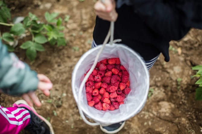 raspberrypicking-6221