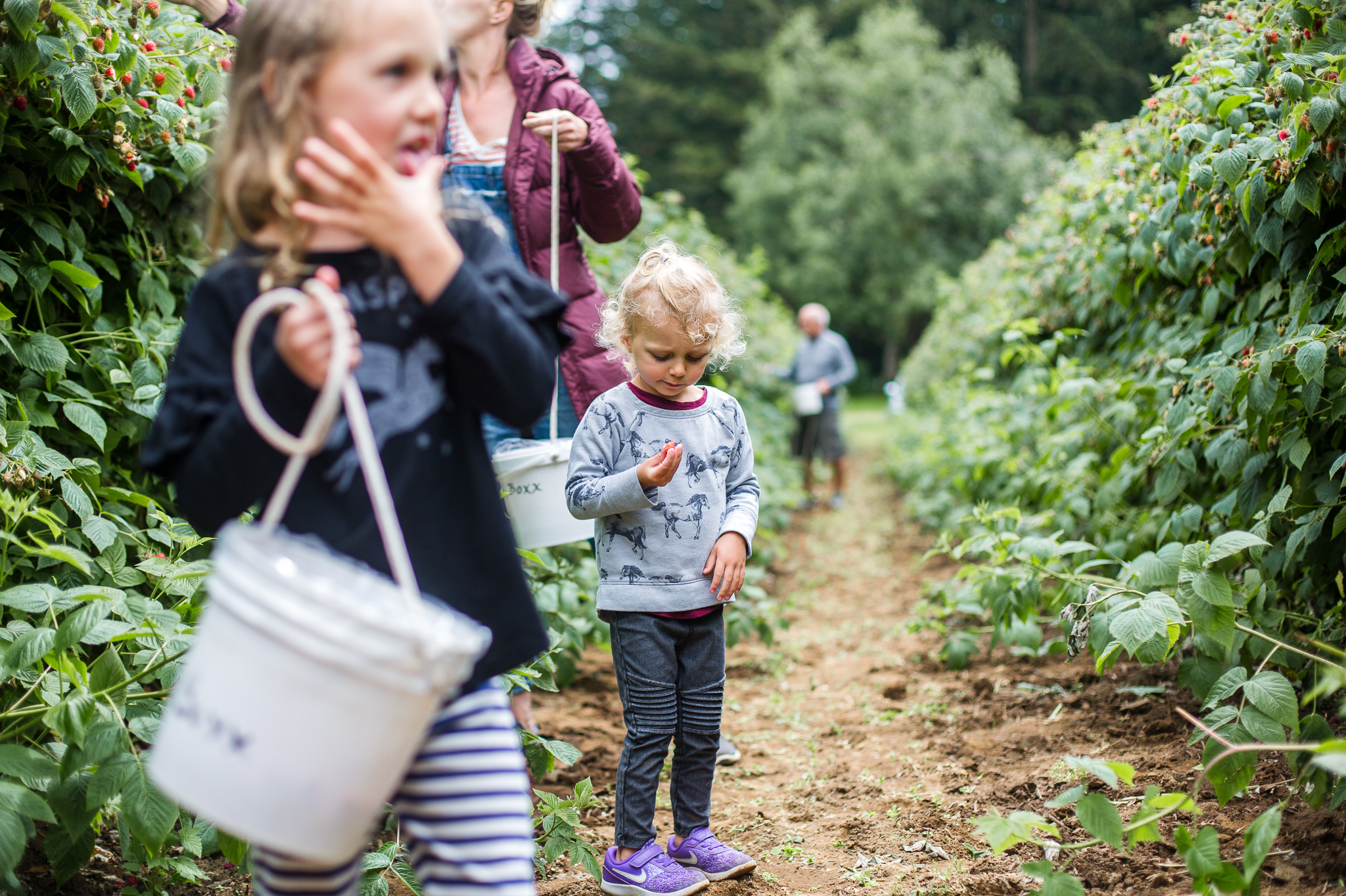 raspberrypicking-6226