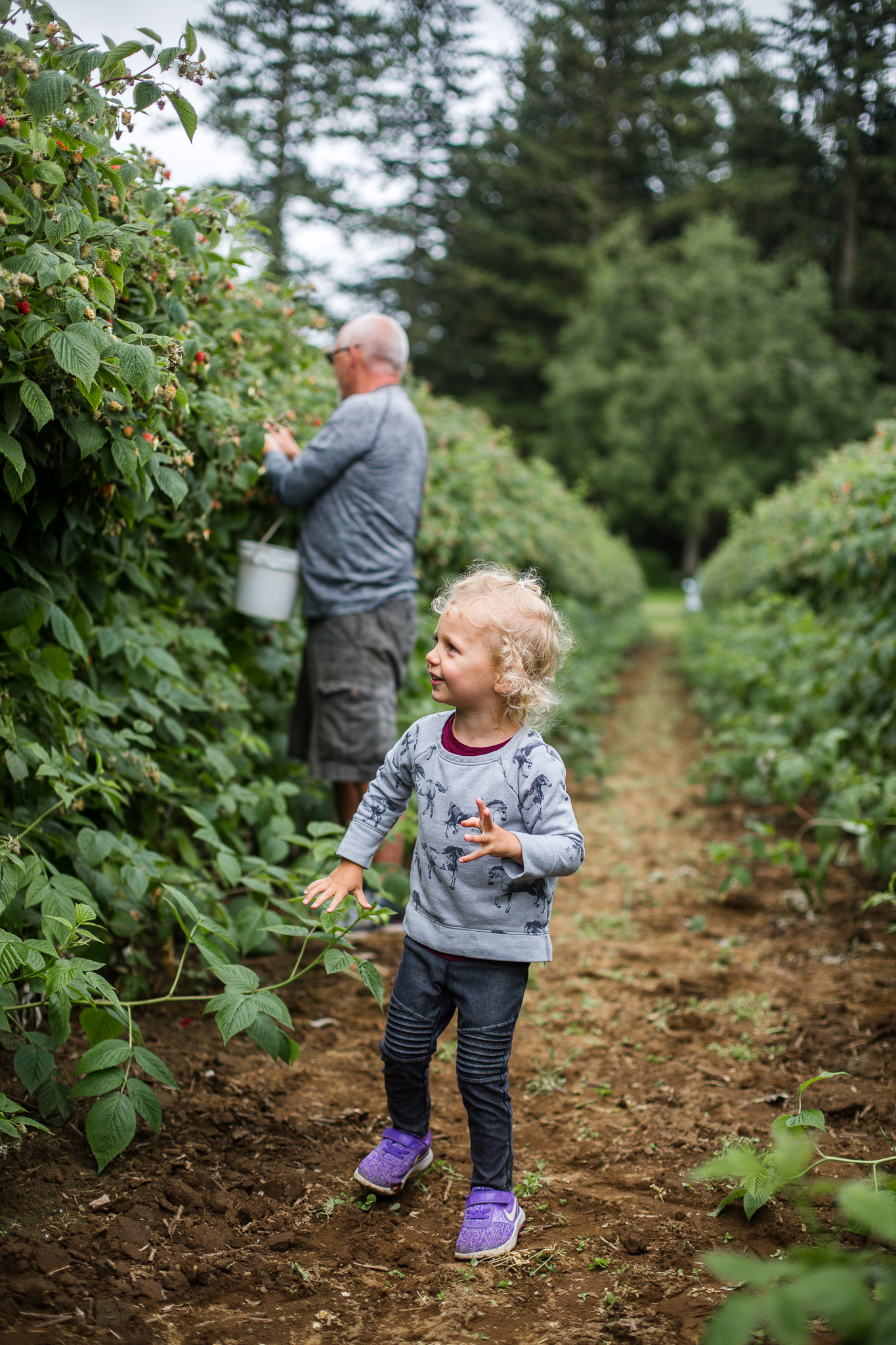 raspberrypicking-6269