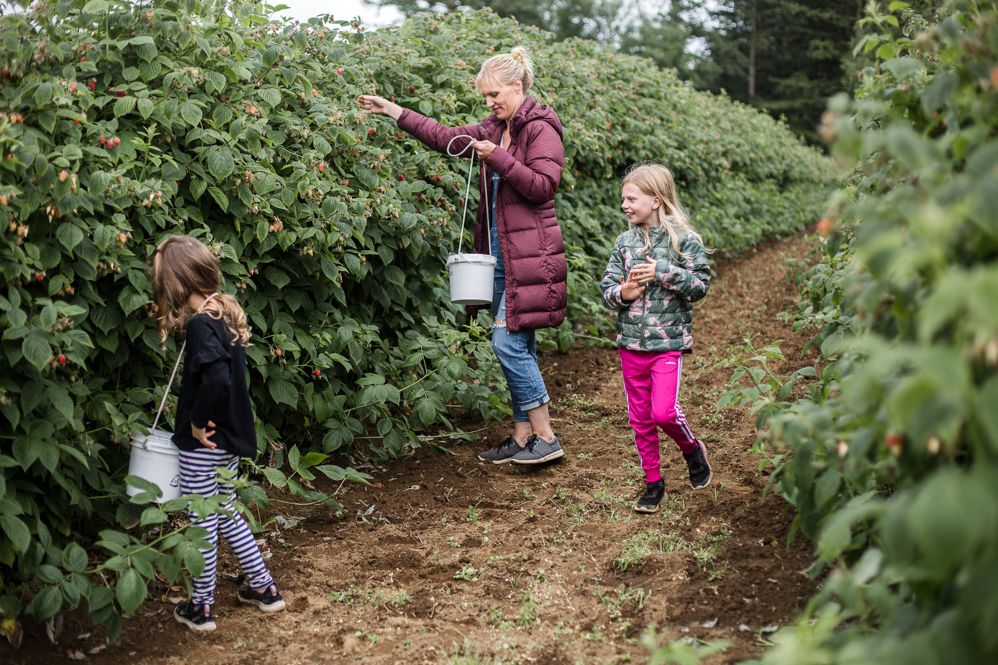 raspberrypicking-6271