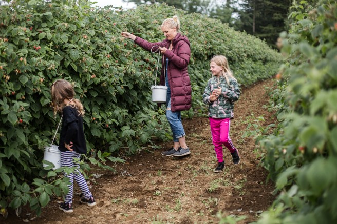 raspberrypicking-6271