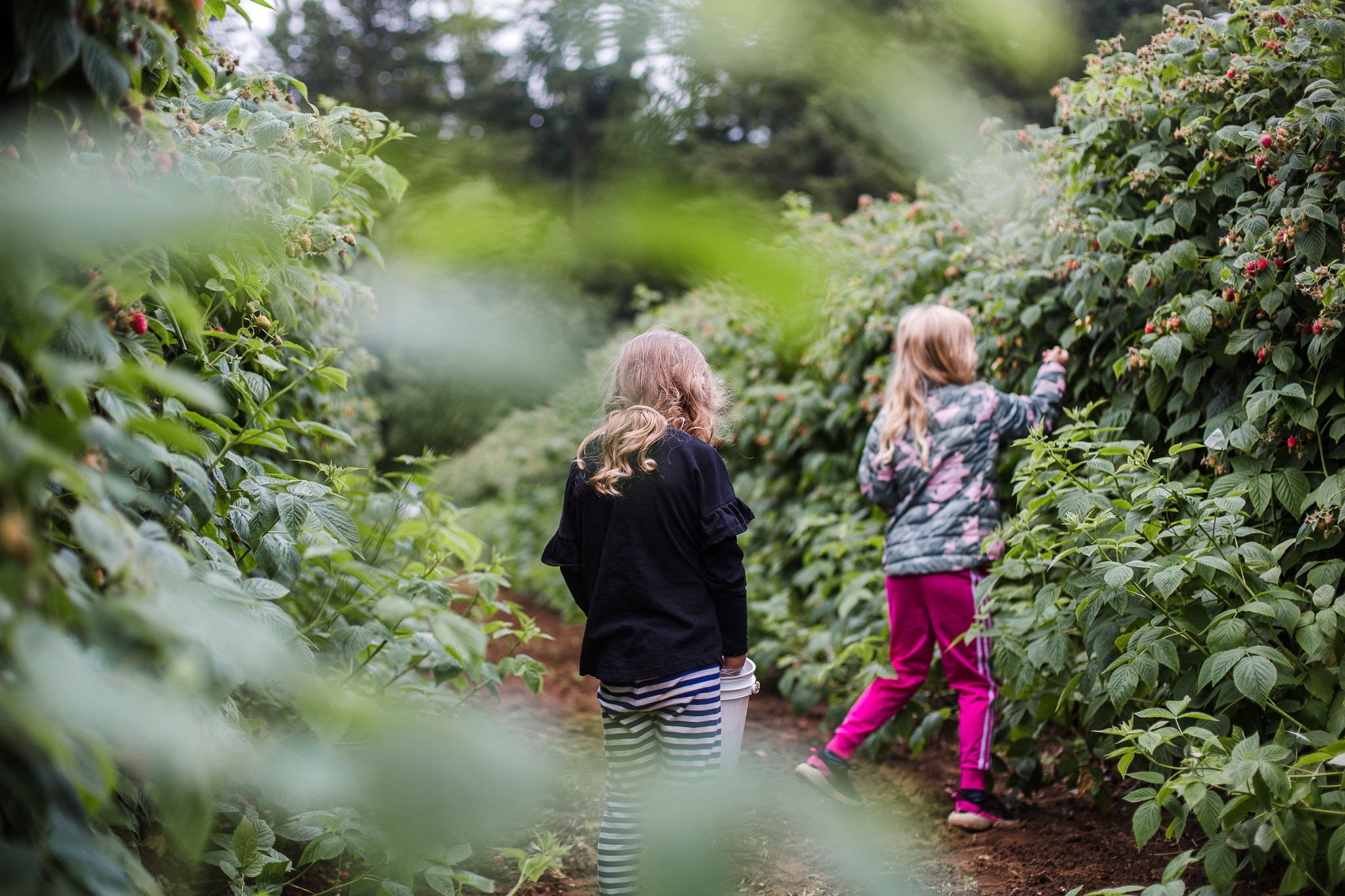 raspberrypicking-6319