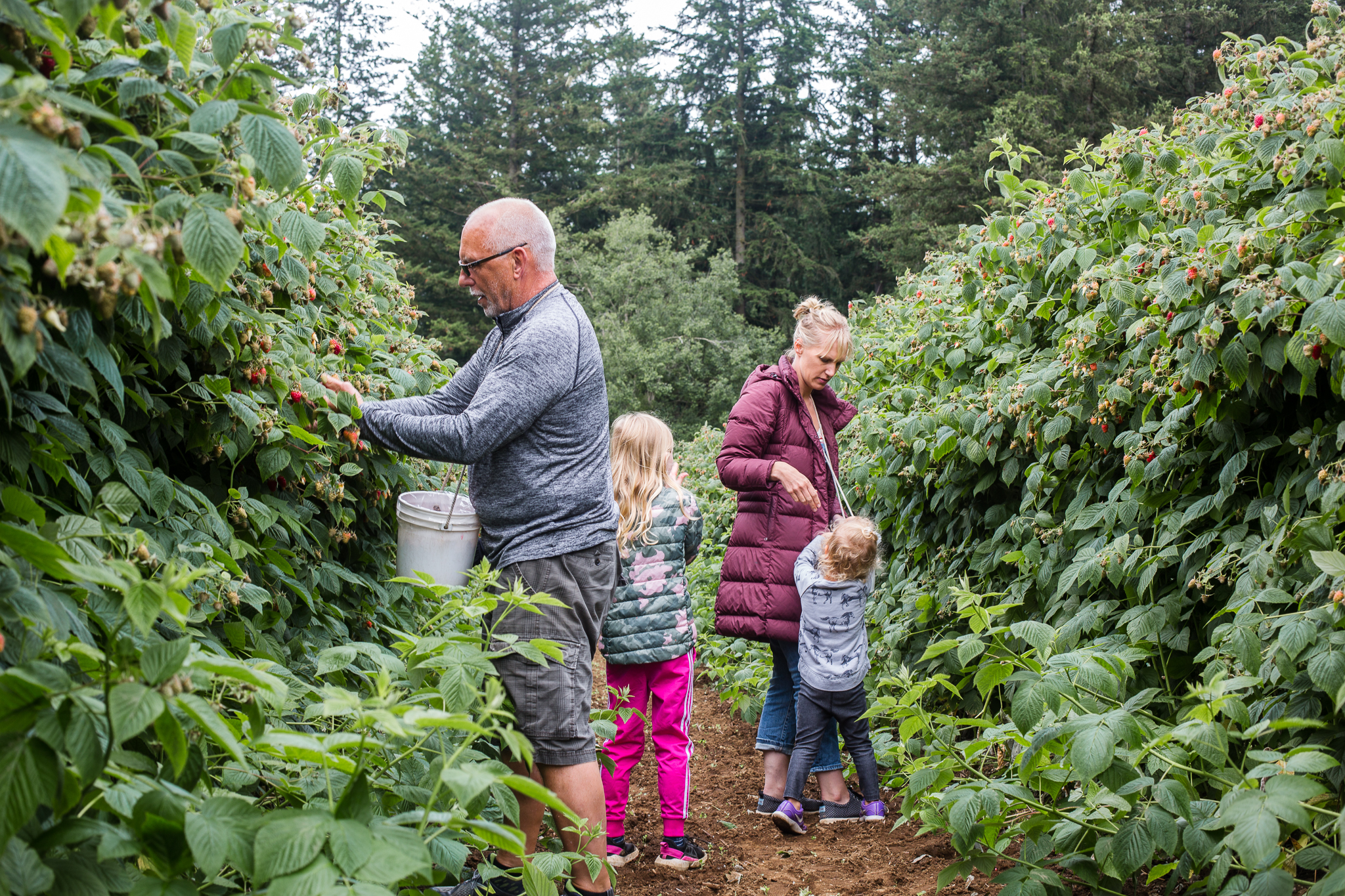 raspberrypicking-6352