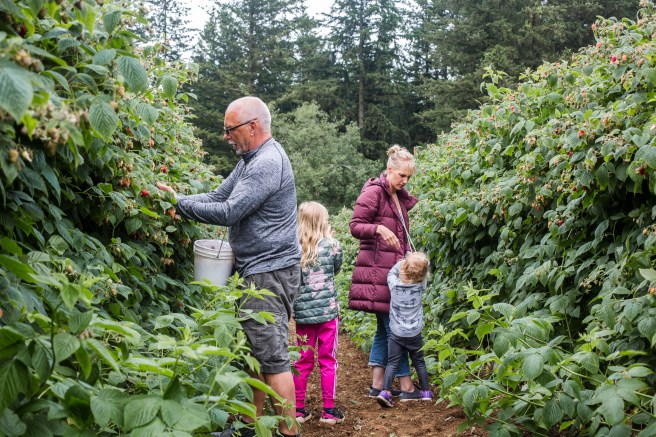 raspberrypicking-6352