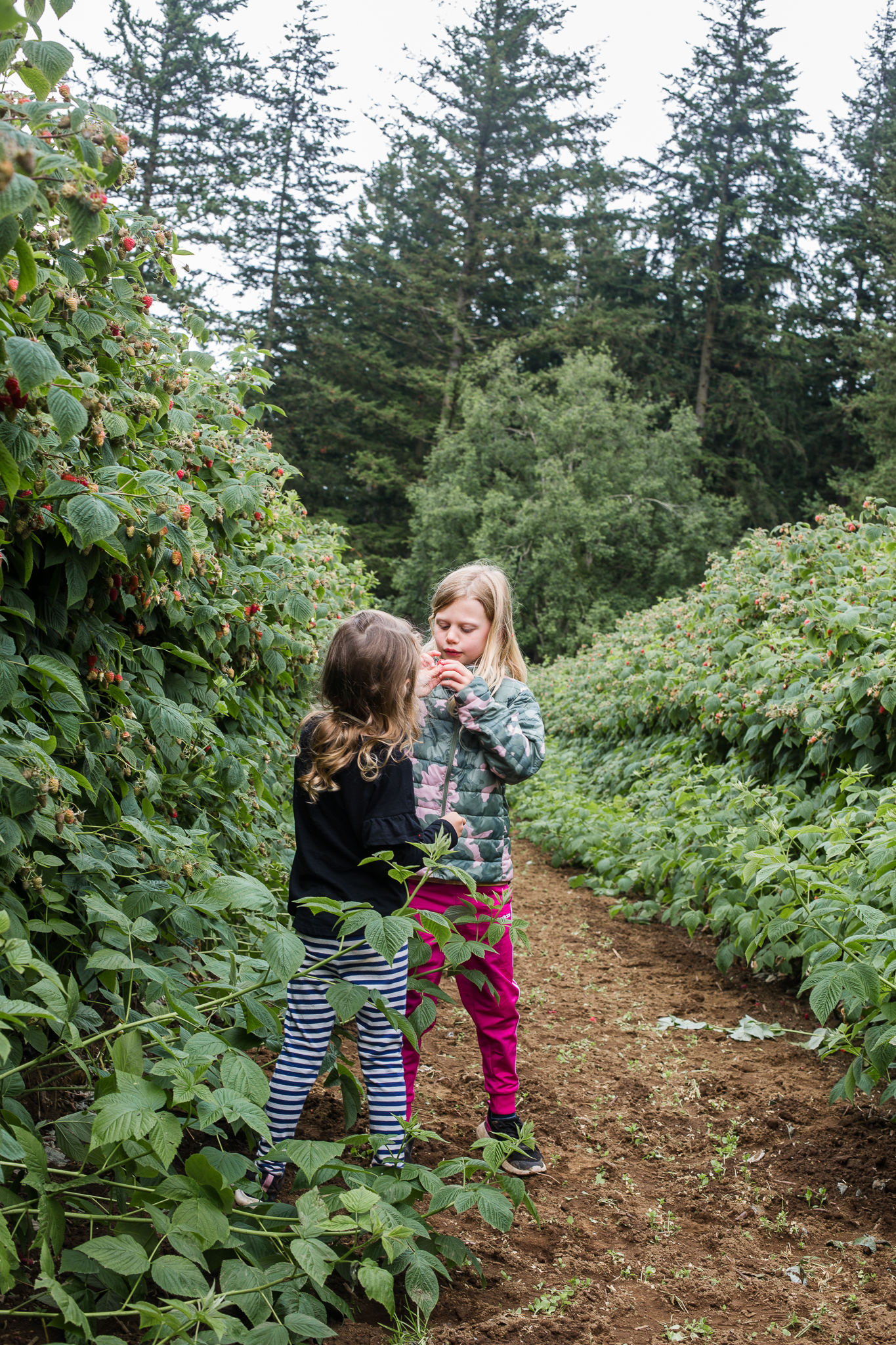 raspberrypicking-6357